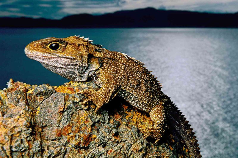 Tuatara 