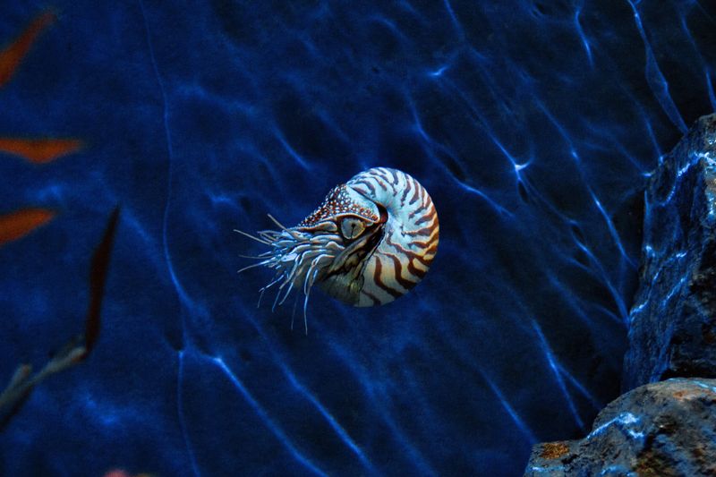 Nautilus: The Perfectly Designed Shell