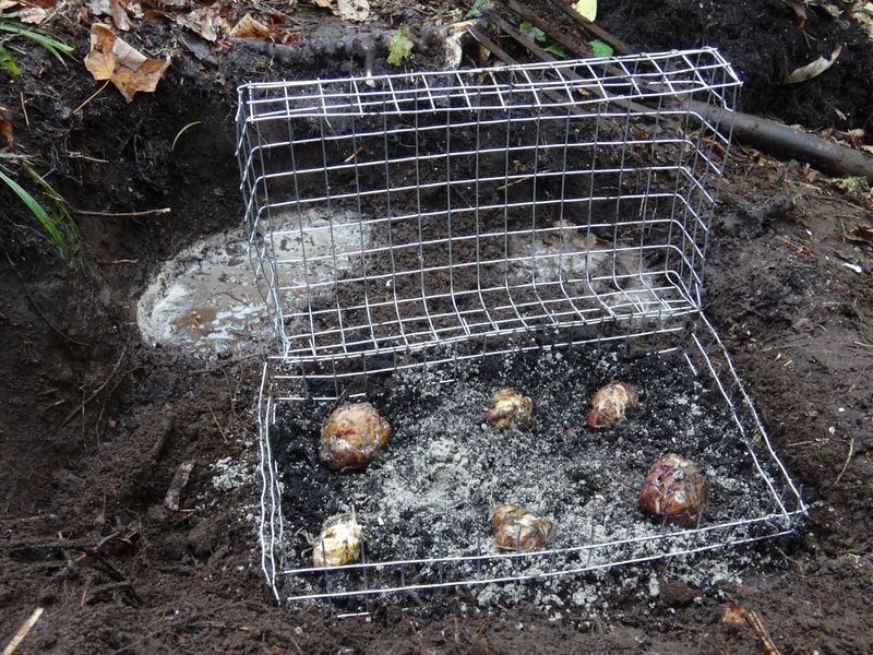 Squirrel-Resistant Bulb Cages