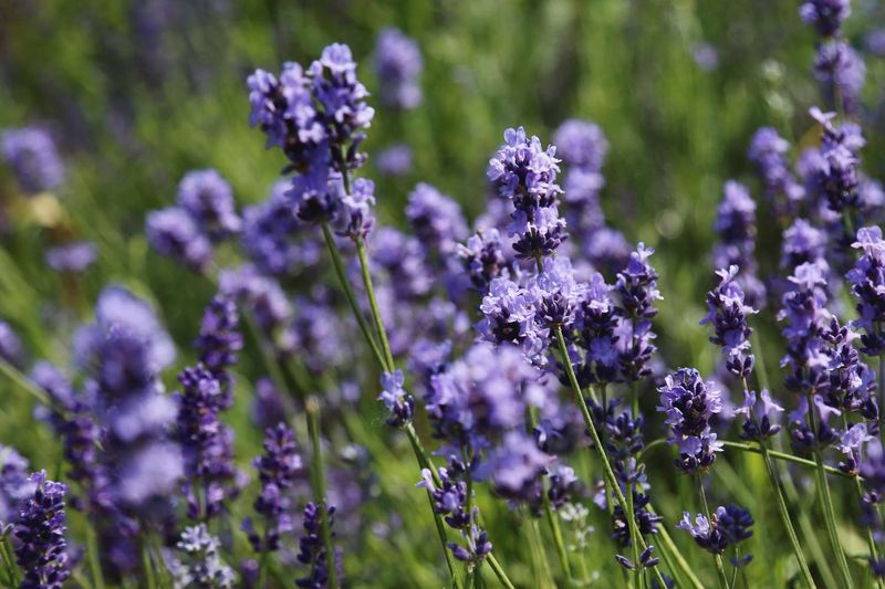 Lavender's Gentle Force