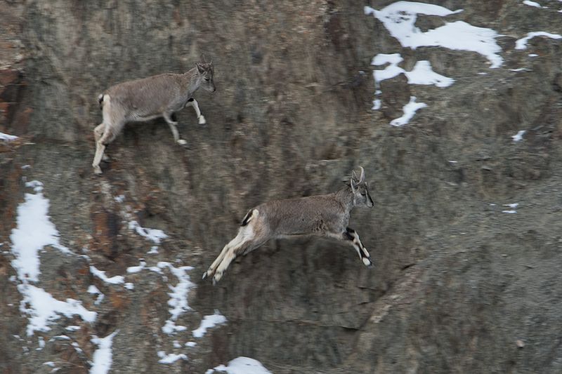 Ninja-Like Himalayan Blue Sheep