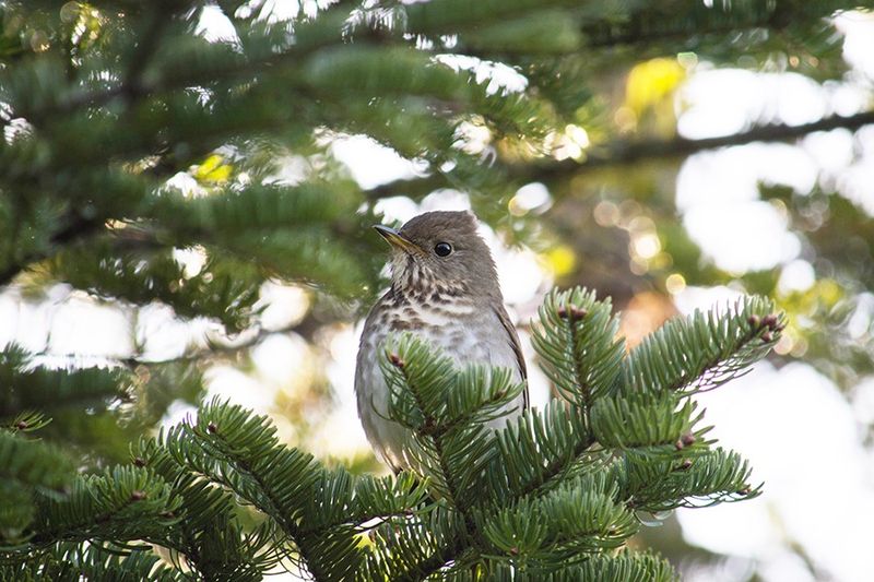 Bicknell's Thrush