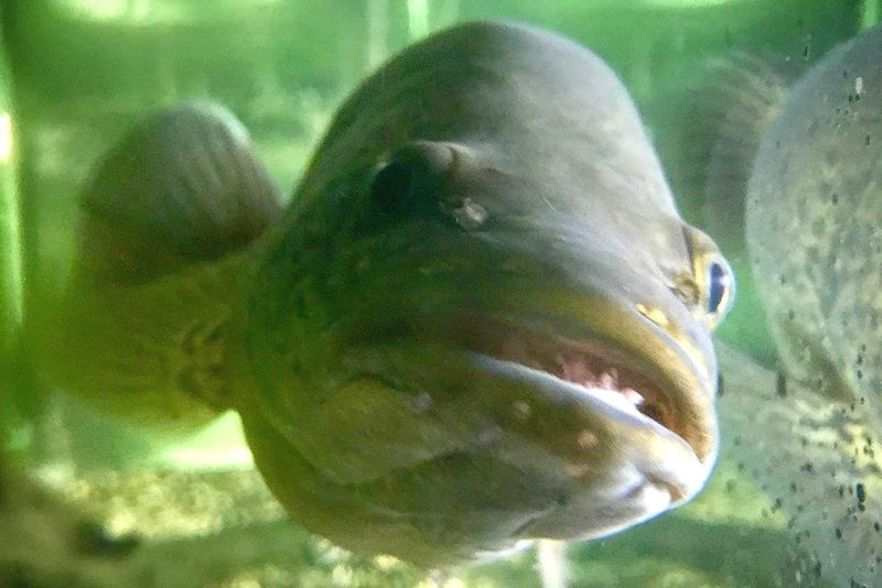 Mary River Cod And Tilapia