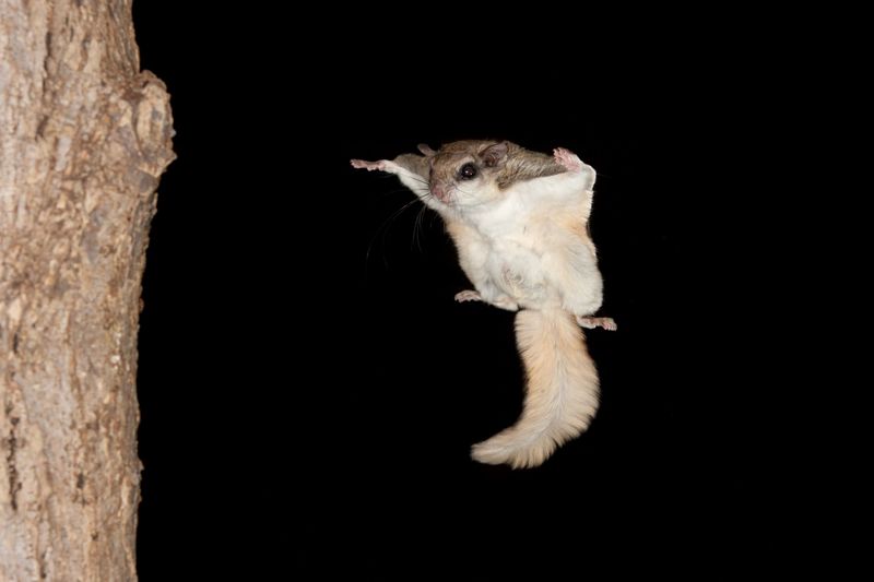 Flying Squirrels Glide After Dark
