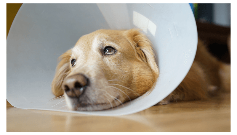 Spay Or Neuter Your Dog