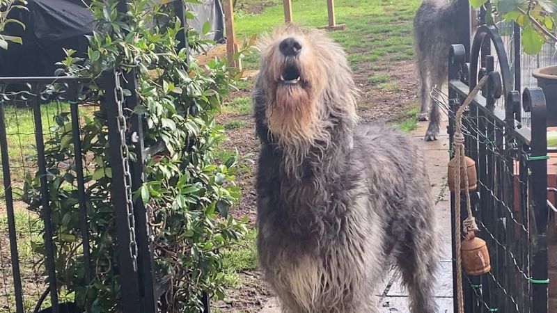 Irish Wolfhound