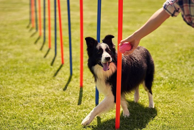 Border Collies: The Workaholic Pleasers
