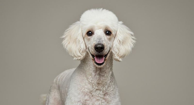 Poodles