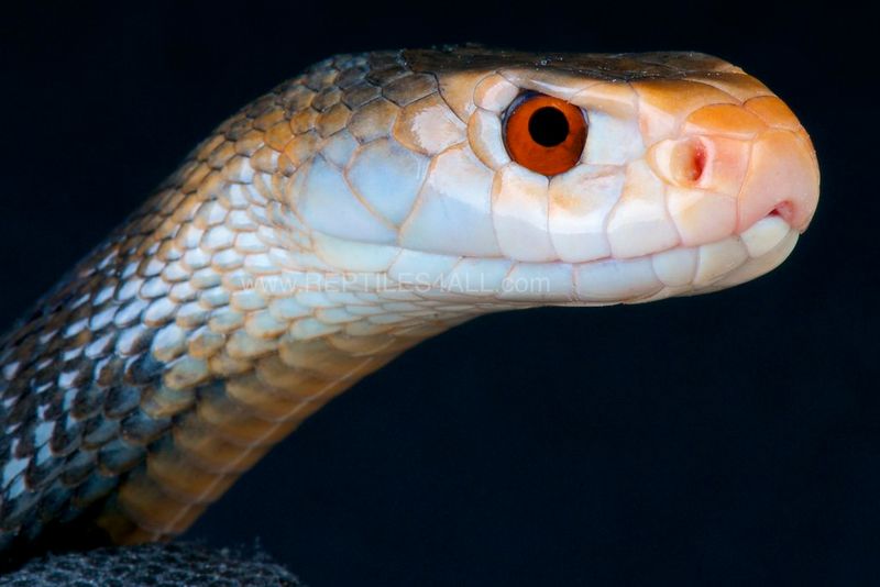 Papua New Guinea – Unexplored Dangers In Remote Jungles
