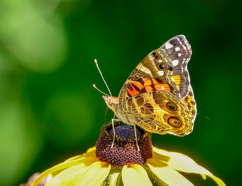 The Signature 'Eyespots' On The Underside Of The Wings