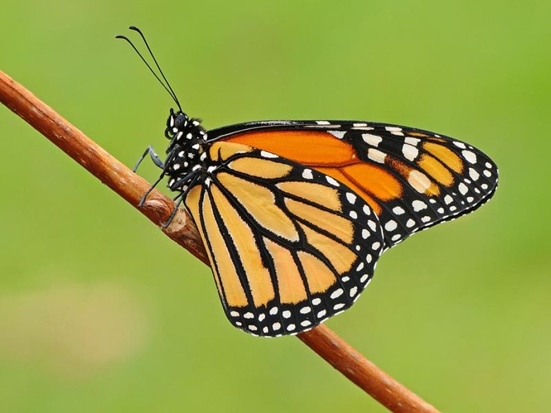 Milkweed-Only Policy