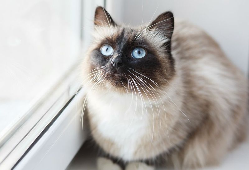 The Sacred Cat of Burma Book