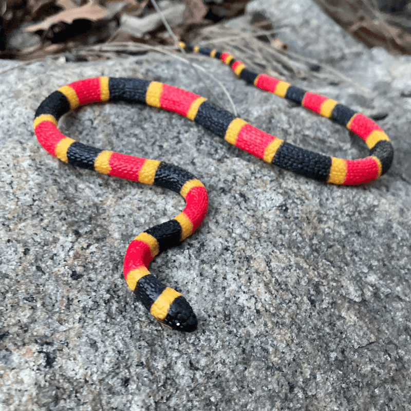 Baby Coral Snakes More Dangerous