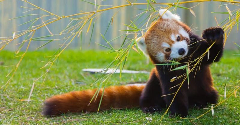 Bamboo Consumption