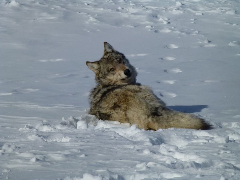 Utah's Missing Predators