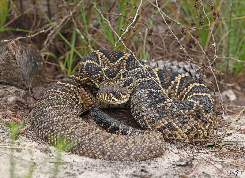 Florida's Everglades Behemoth