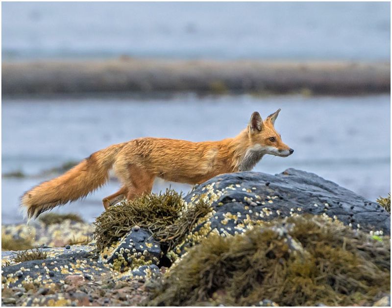 Maine's Coastal Fox Paradise