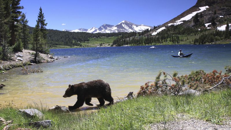 California: Bear State Republic