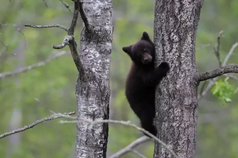 North Carolina's Black Bear Hotspots