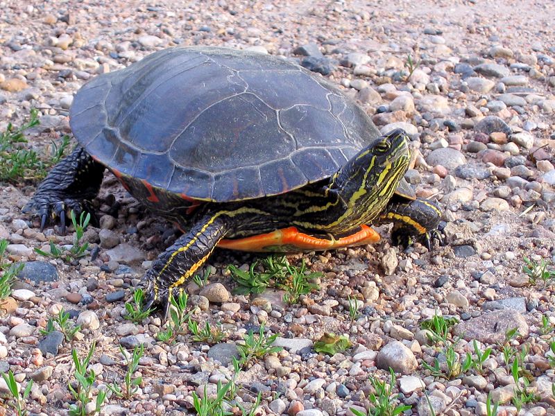 Size