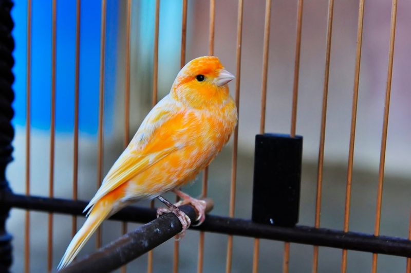 Melodious Canaries
