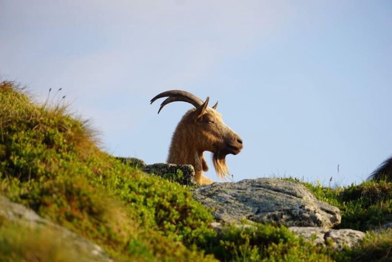Shy Mountain Goats