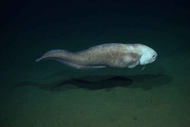 Abyssal Cusk-Eel