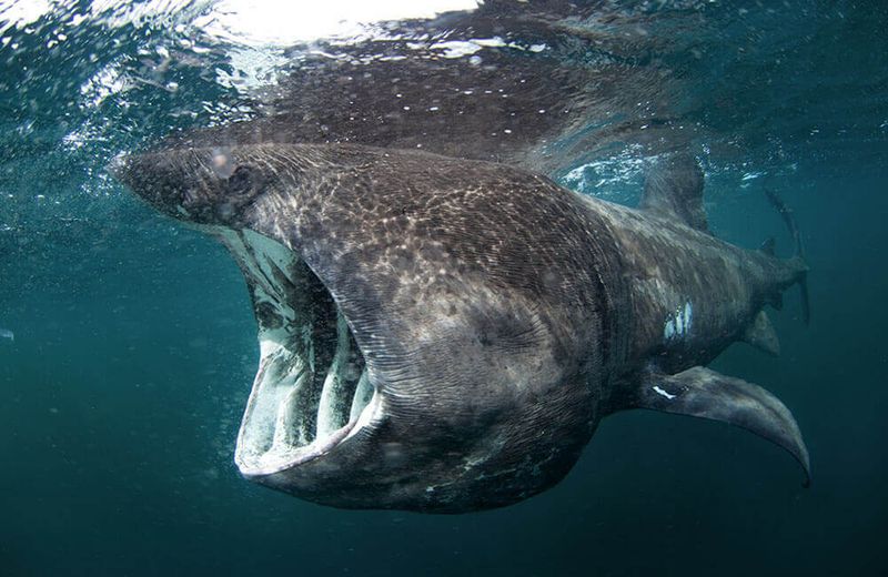 Basking Sharks: Mistaken Sea Monsters