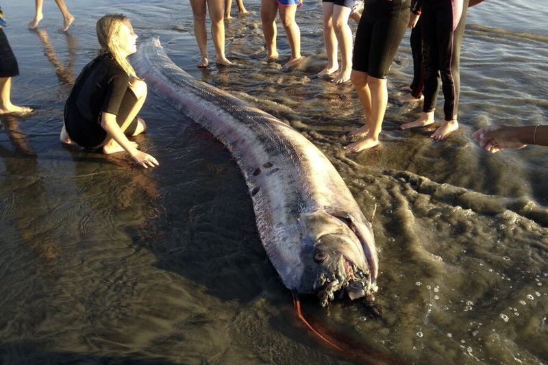 Oarfish