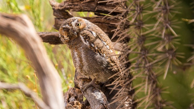 Many Birds Here Are Rare Or Threatened