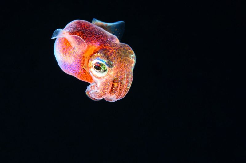 Hawaiian Bobtail Squid – Tiny Glowing Masterpiece