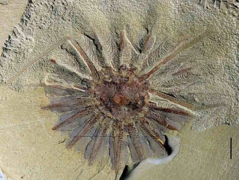What Fossils Can Tell Us About Comb Jellies' Evolution