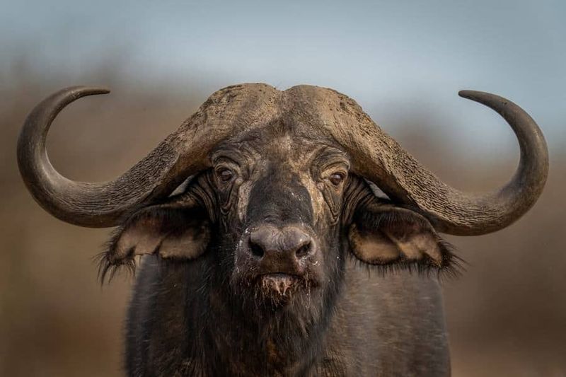 Desert Survivors: The African Buffalo