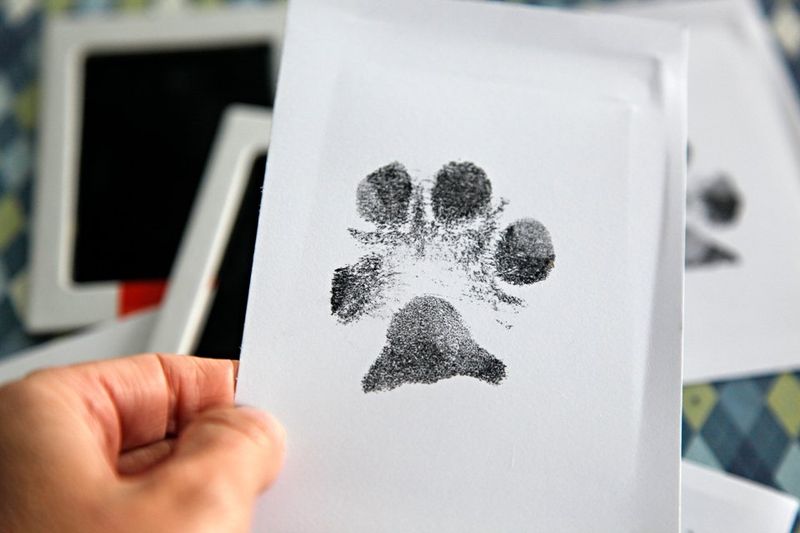 Comfort: Gathering Paw Prints