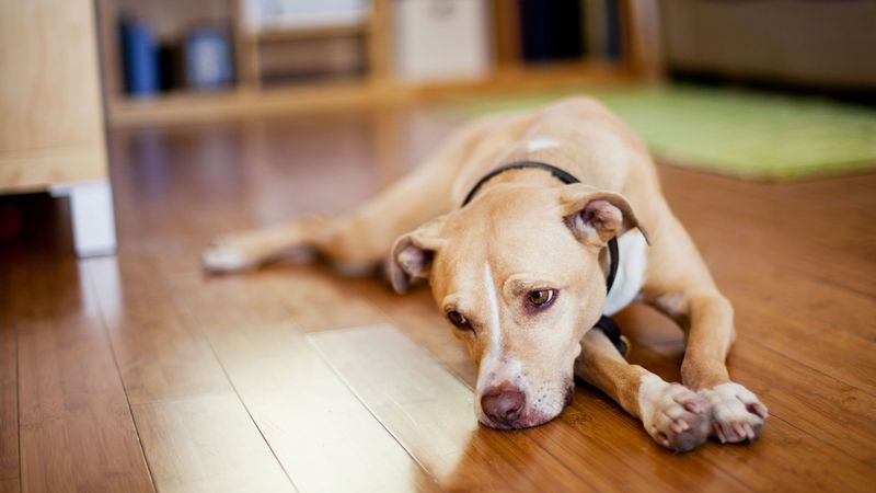 Comfort: Inviting Special Visitors