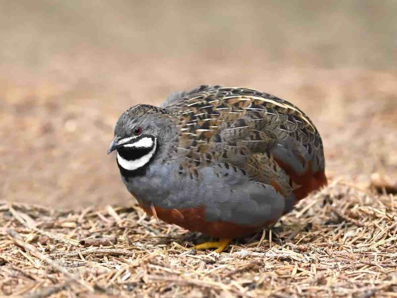 Exotic Button Quail