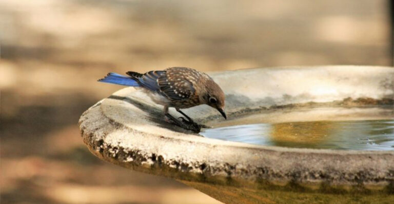 Common Birdbath Mistakes And Simple Ways To Fix Them
