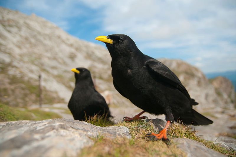 Alpine Chough