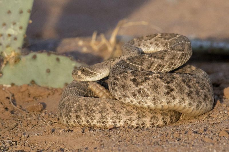 Leopard Spot Patterns Vs. Diamondback Patterns: A Rare Anomaly