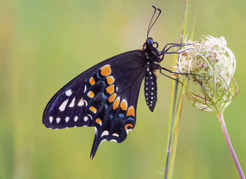 Black Swallowtail Butterfly: Monarch-Like But Different