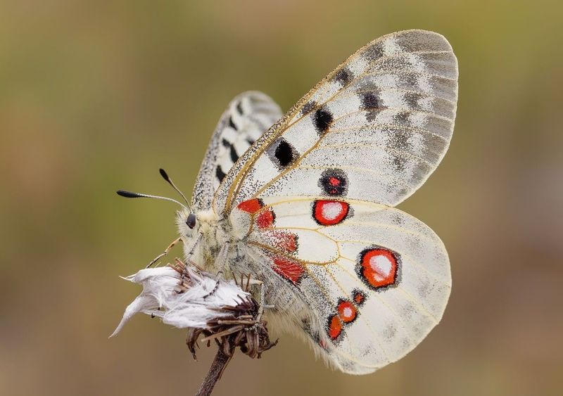 Apollo Butterfly