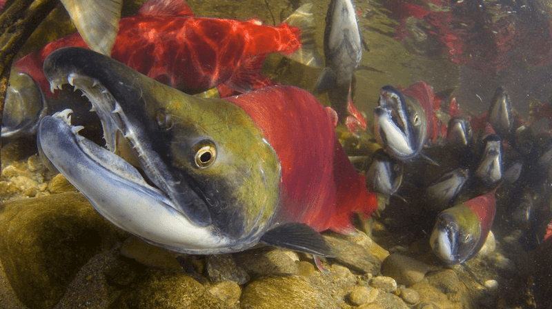 Pacific Salmon (Non-Native Species)