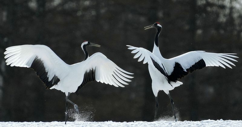 Red-Crowned Crane