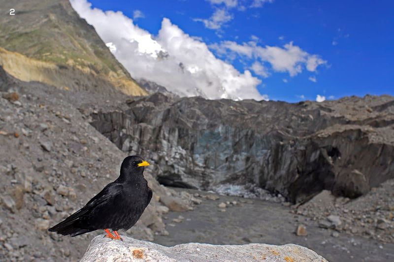 Alpine Chough