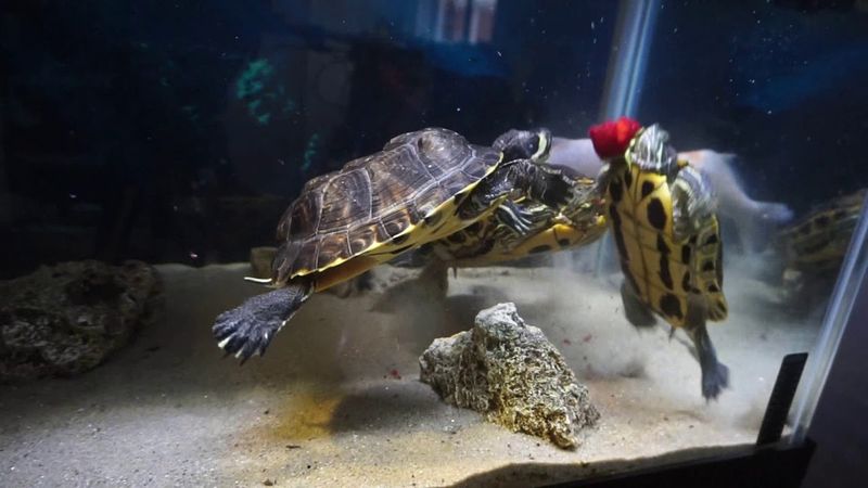 Diet Of Red-Eared Sliders: What They Eat And How It Affects Their Lifespan