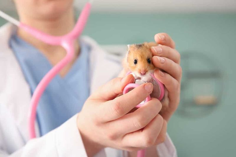 Veterinary Care Extends Life