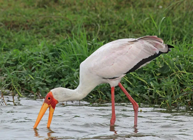 Yellow-billed Stork