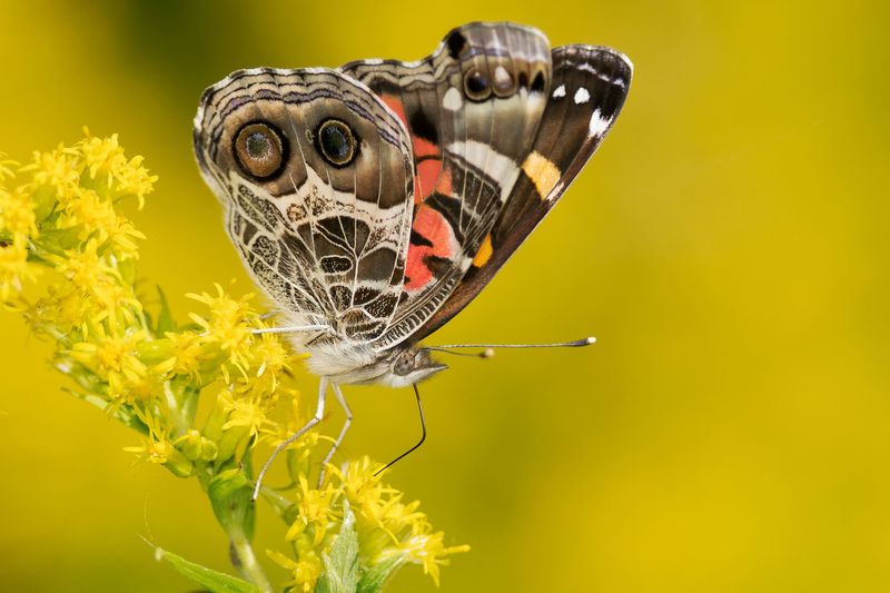 Fun Facts About The American Lady Butterfly