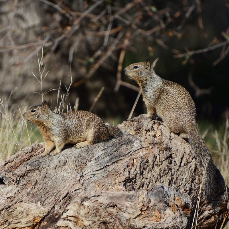 Tufted Ground Squirrel