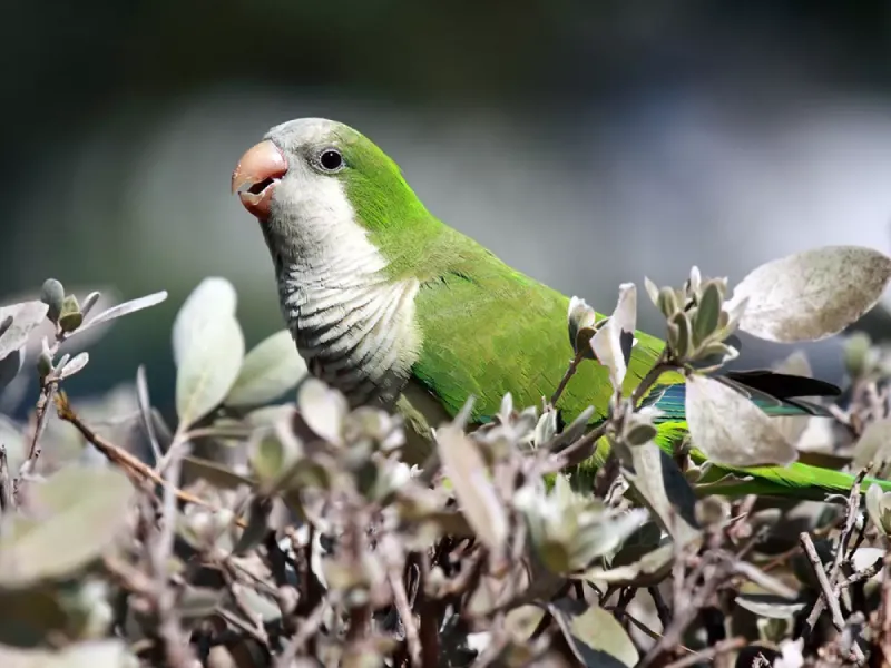 Monk Parakeet